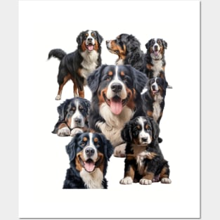 Bernese mountain dogs Posters and Art